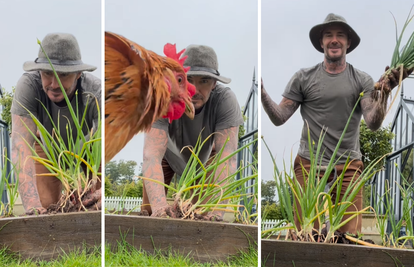 VIDEO 'Farmer Beckham' brao luk, a onda mu je u kadar uletio neočekivani gost: 'Ovo je hit!'