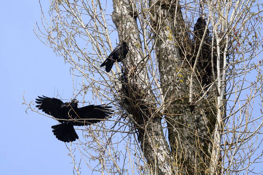 24sata Zagreb: Stanari zgrade u Španskom koji se žale da imaju desetak gnijezda vrana