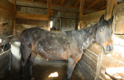 Strava u Oroslavju: 'Konji su gladni, žedni i stalno zatvoreni'