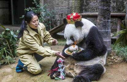 Panda Basi proslavila je 35. rođendan