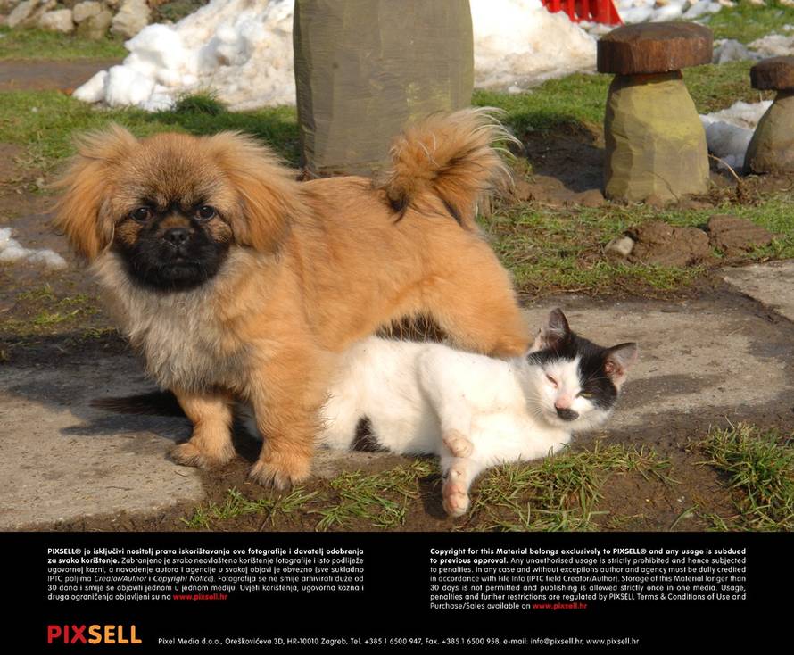 Damir Špehar/Pixsell