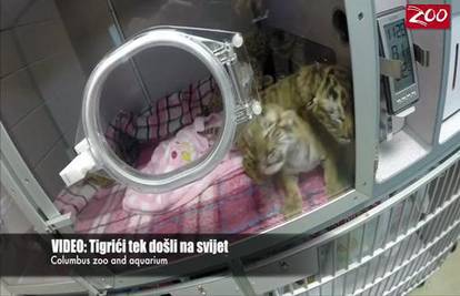 Nisu ni progledali: Mama tigar odbacila tri preslatka tigrića