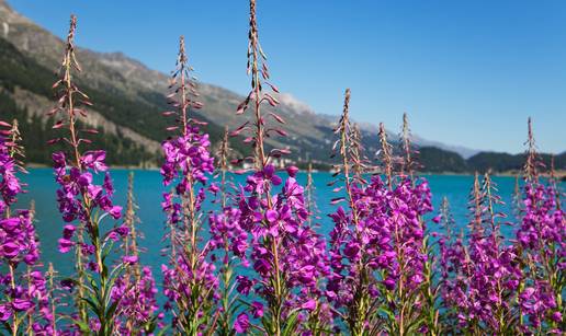 Ovu biljku svi gaze na livadi, a &ccaron;ini &ccaron;uda za zdravlje prostate