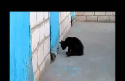 Pogledajte akciju spašavanja u kojoj crna mačka pomaže psu