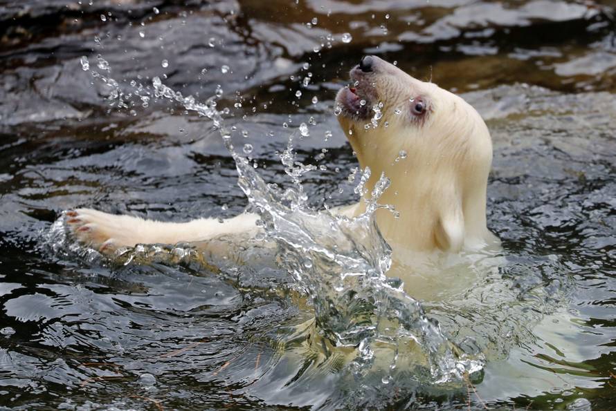 A female polar bear cub, born on December 1, 2018, is seen during her first official presentation for the media at Tierpark Berlin zoo in Berlin