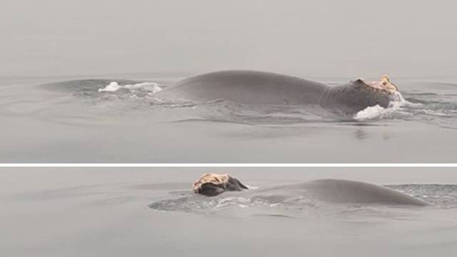 VIDEO Nikica na Krku dočekao božićno jutro s kitom: 'Pecao sam i vidio ga, nije me se bojao'