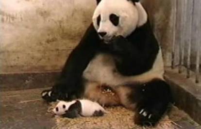 Mali panda plašio druge životinje u zološkom vrtu