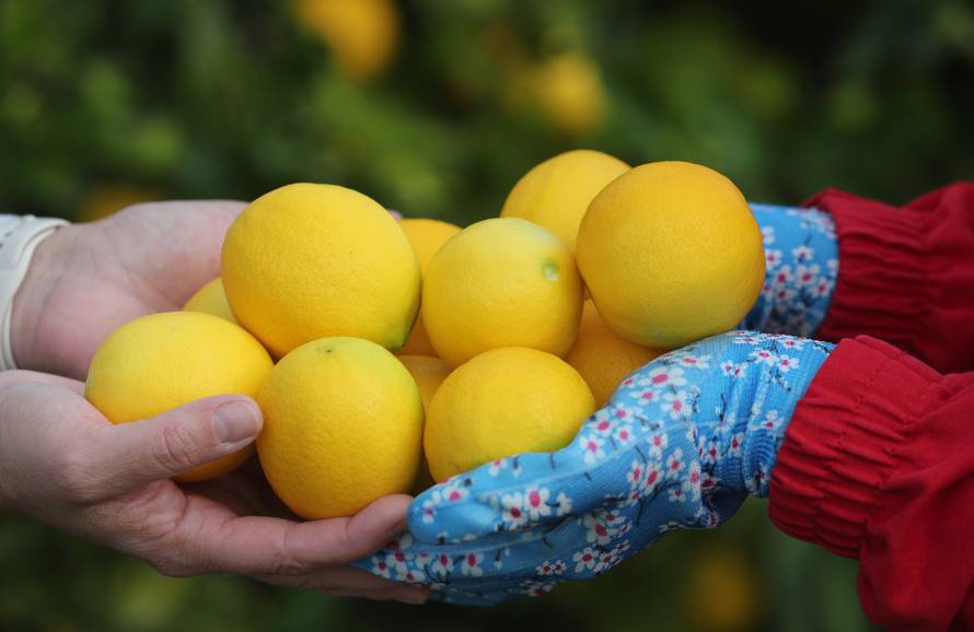 Berba agruma u Opuzenu