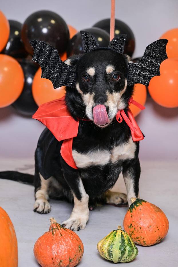 Sklonište u Dumovcu poziva na posebno jesensko udomljavanje pasa i mačaka