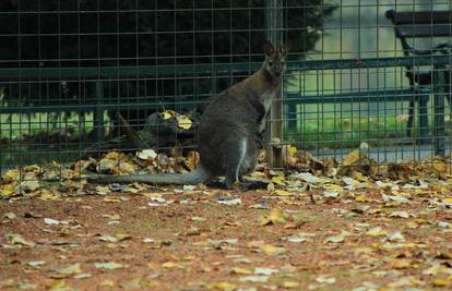 Dan Australije u ZG zoo vrtu: Upoznajte australske životinje