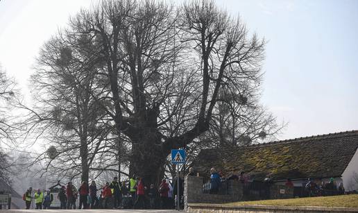 U 17 osnovnih škola Zagrebačke županije sadi se Gupčeva lipa