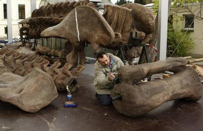 Golemog argentinosaurusa izložit će u muzeju u  Bonnu