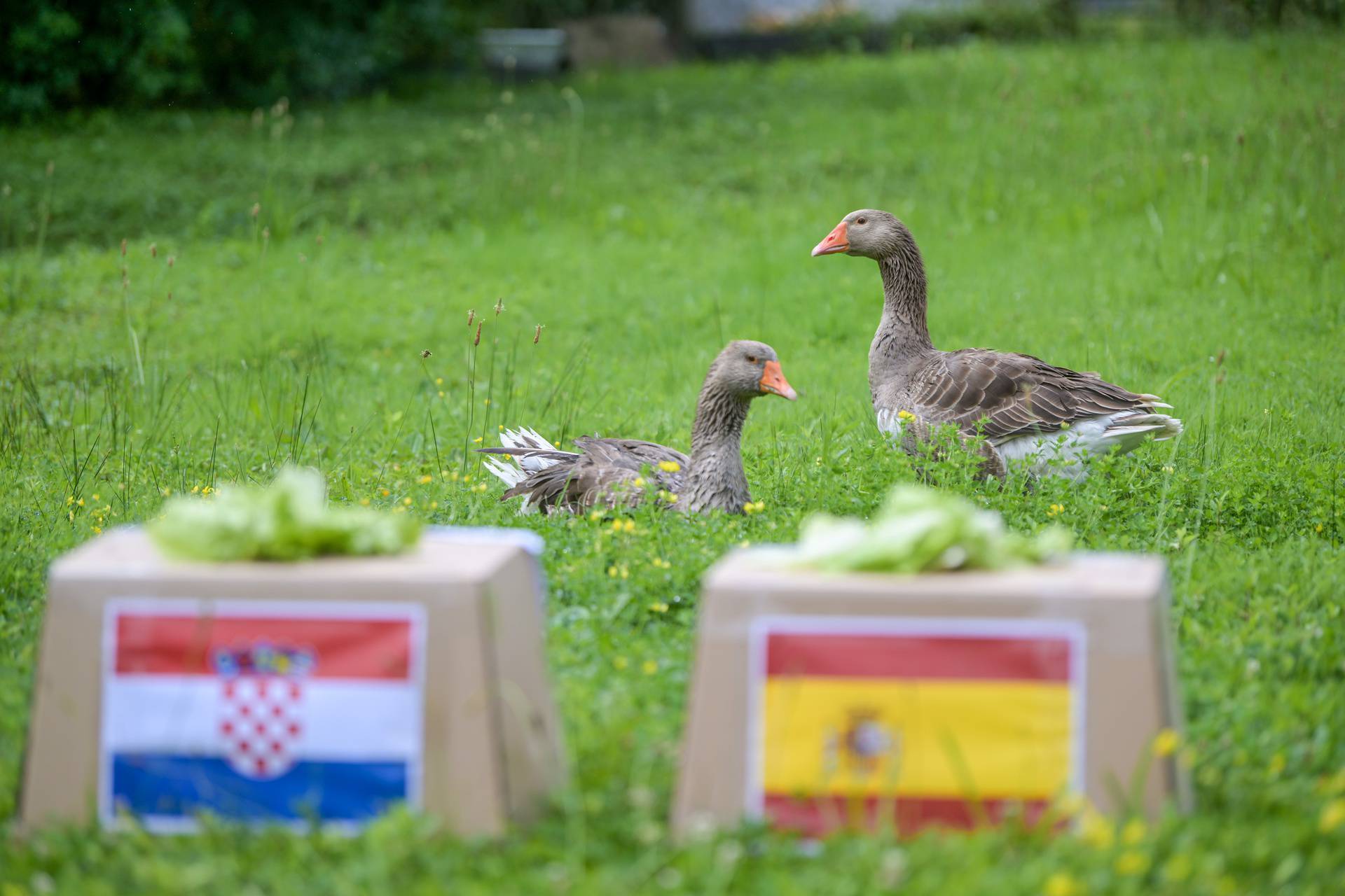 Zabok: Guska Severina prognozira tko će pobijediti na utakmici Hrvatska-Španjolska u subotu