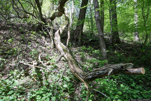 Zagreb: Tri tjedna nakon razorne oluje na Sljemenu i dalje vidljive posljedice 