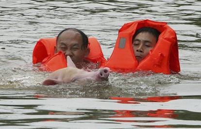 Skočili u nabujalu rijeku da spase svinju iz vode 