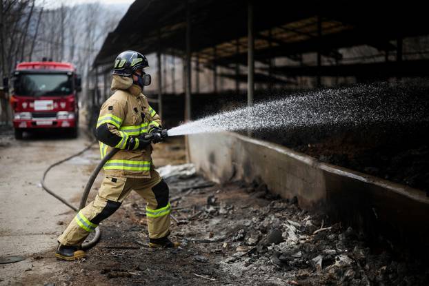 A firefighter works at a partially burnt down cattle farm after a wildfire devastated the area, in Uiseong
