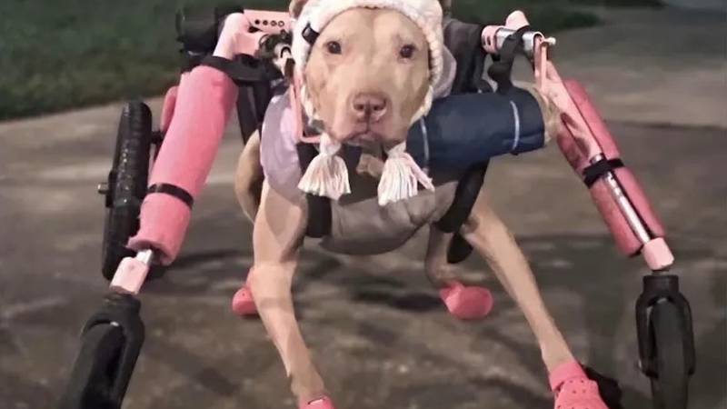 Pit bullici ukrali roza invalidska kolica od 685 eura: 'Sramota, stara je i ne može se kretati...'