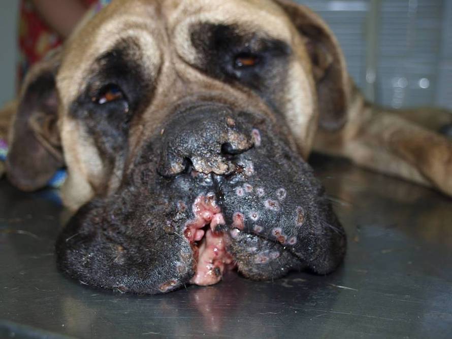 Raznijeli su joj njušku sačmom: 'Nemoguće da je bilo slučajno'