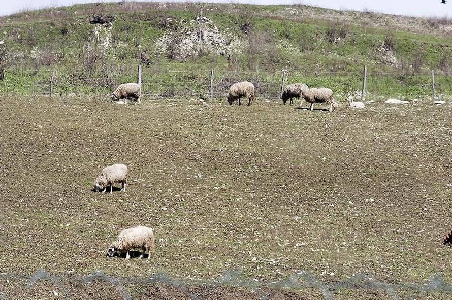 Željko Grgurinović