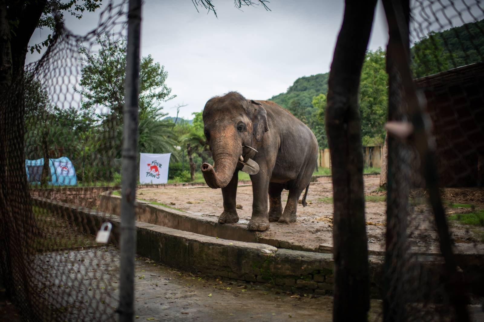 Elephant Kaavan in Pakistan