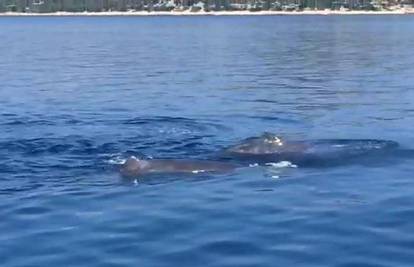 Prijeti im nasukavanje: Snimili pet kitova kod šibenskih otoka