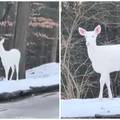 VIDEO Predivan prizor: Snimio rijetkog bijelog jelena pa sve zabrinuo. 'Ne otkrivaj lokaciju!'