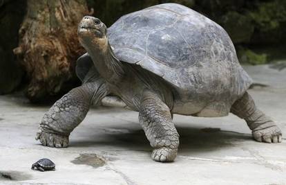 Galapagoška kornjača postala mama u 70. godini