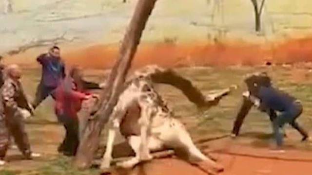 Žirafa zapela između grana u ZOO-u, slomila vrat i uginula