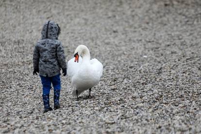 Zagreb: Dijete u igri s labudovima na Bundeku