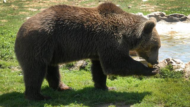 Smrtnost medvjeda koji žive blizu ljudi 7,5 puta je veća nego kod onih koji žive dalje od nas