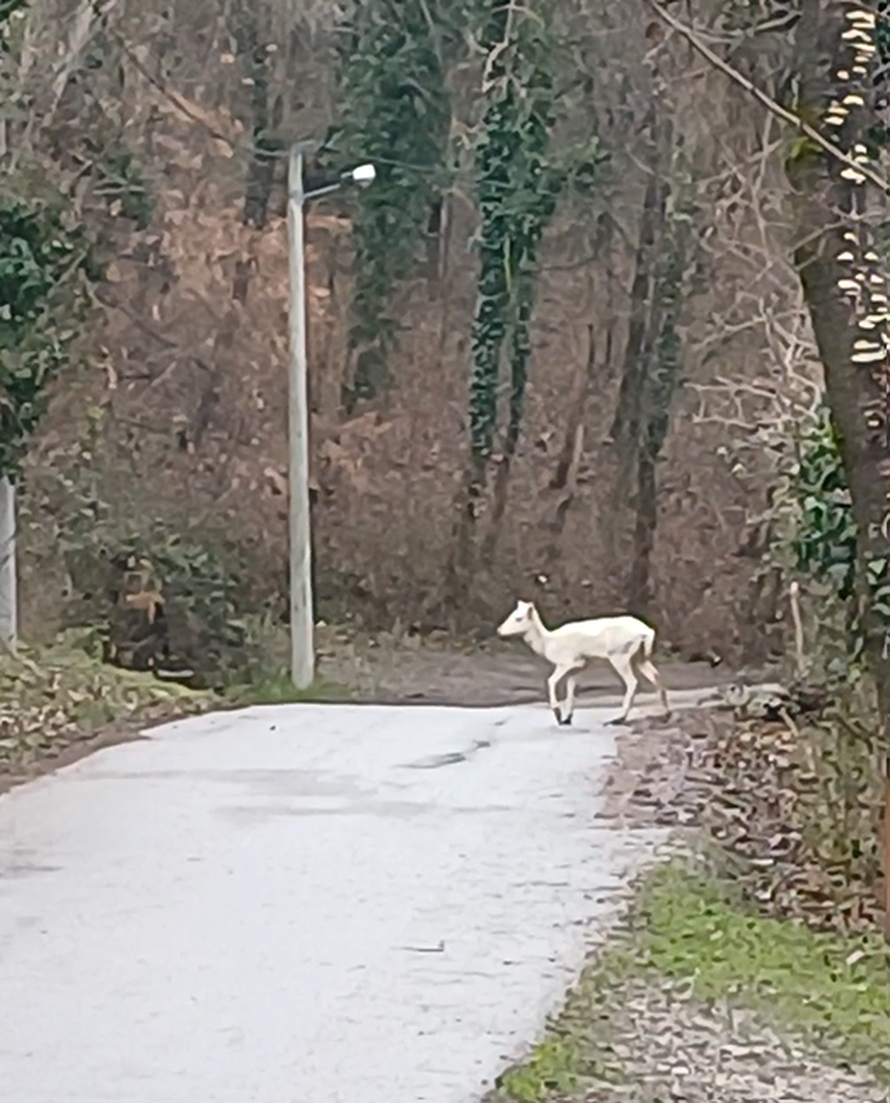 VIDEO Zagrepčanin u šoku: Dva metra od mene stajao je jelen. A onda je prošla albino košuta