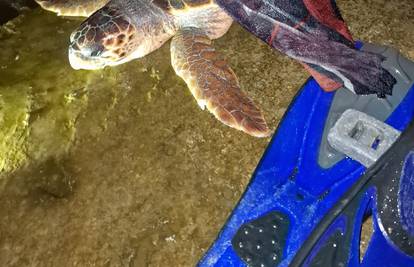 Šibenski aktivisti spasili sinoć glavatu želvu zapetljanu u ilegalnu ribarsku mrežu