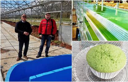 Poduzetnik Palokaj će u Istri uzgajati alge: One su budućnost u industriji pića i pekarstvu