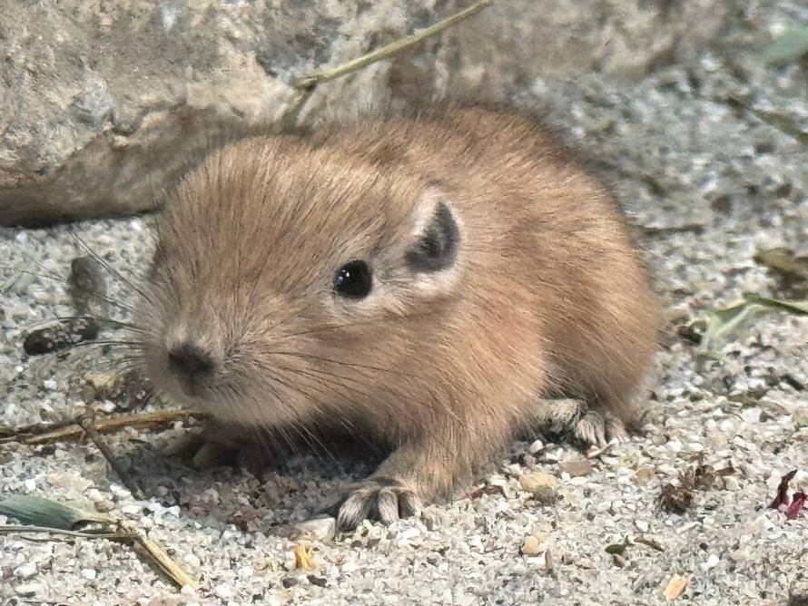 SLATKO POJAČANJE Dva gundija okotila su se u ZOO Zagrebu: Ne piju vodu, a zimi se stišću skupa