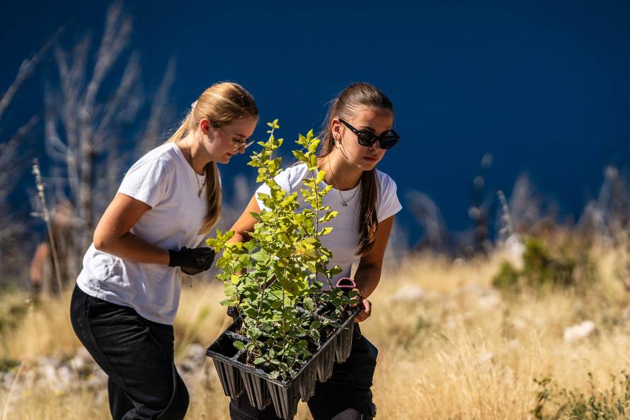 Krenula osma sezona Boranke, nastavljeno pošumljavanje požarišta na Biokovu
