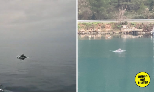 VIDEO Dupini oduševili ljude kod Rovinja i Rijeke dubrovačke