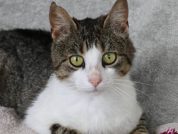 Udomite ih! Ove slatke mace u Noinoj Arci osvojit će vaša srca