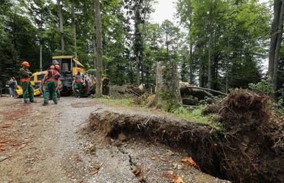 Šteta na šumama u Hrvatskoj je oko 140 milijuna eura: 'Oluja je srušila oko milijun stabala...'