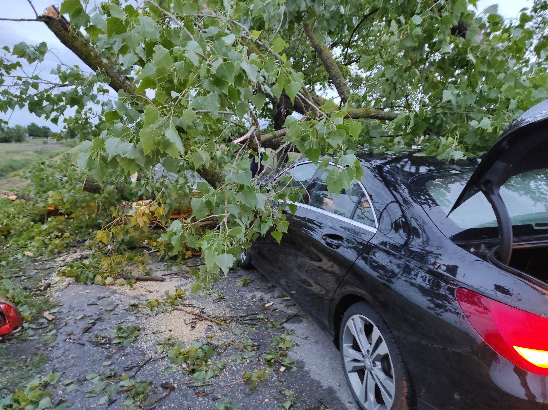 Čepin: Drvo palo na automobil i smrskalo mu cijeli prednji kraj