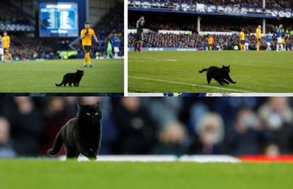 Ima i toga: Crna mačka utrčala na teren i pomogla 'Vukovima'