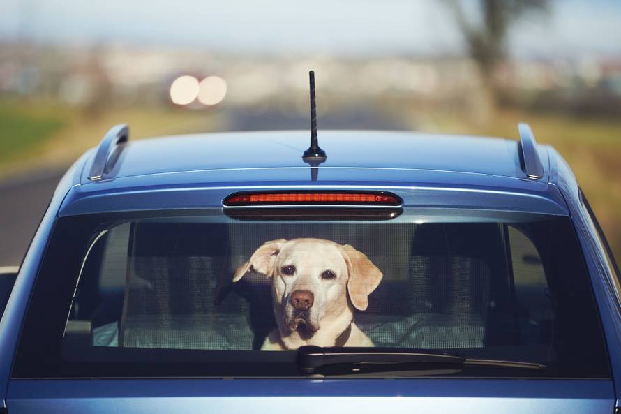 Travel with dog