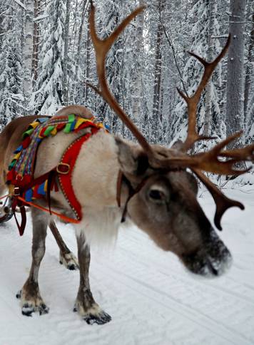 FILE PHOTO: Santa Claus rides in his sleigh as he prepares for Christmas in the Arctic Circle near Rovaniemi, Finland December 15, 2016.