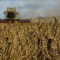 Europska komisija: Postignut dogovor o tranzitu ukrajinskog žita kroz 5 zemalja EU-a