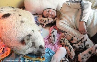 Živi u kući sa 40 svinja, a vlasti od nje traže da ih sve izbaci