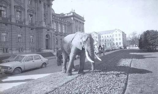 FOTO Društvenim mrežama se šire fotografije slona i deva po ulicama Zagreba: 'Prave su'