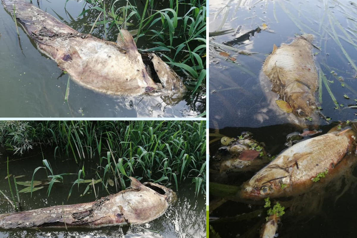 Strašne fotografije pomora ribe u Orljavi: Još se ne zna razlog
