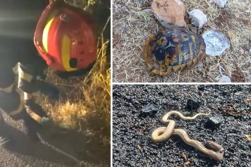 VIDEO Drniški vatrogasci spasili ježa od sigurne smrti u požaru