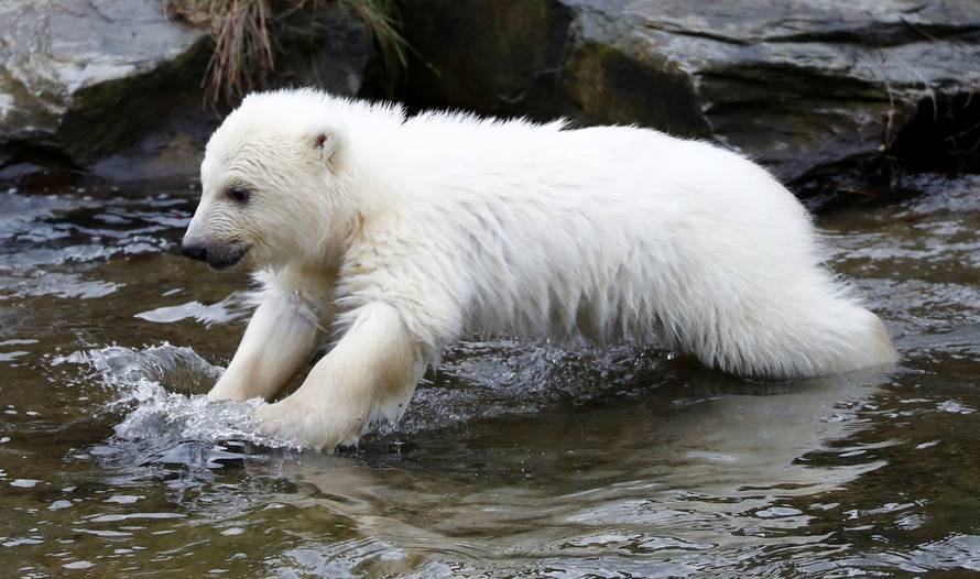 A female polar bear cub, born on December 1, 2018, is seen during her first official presentation for the media at Tierpark Berlin zoo in Berlin