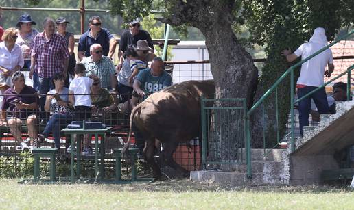 Pobjednik Medo pobjegao preko ograde, ljudi su bježali od njega