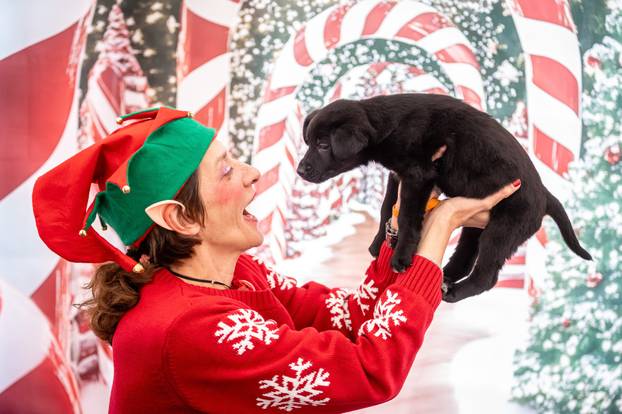 I psići vole advent: Preslatke fotke štenaca koji traže dom
